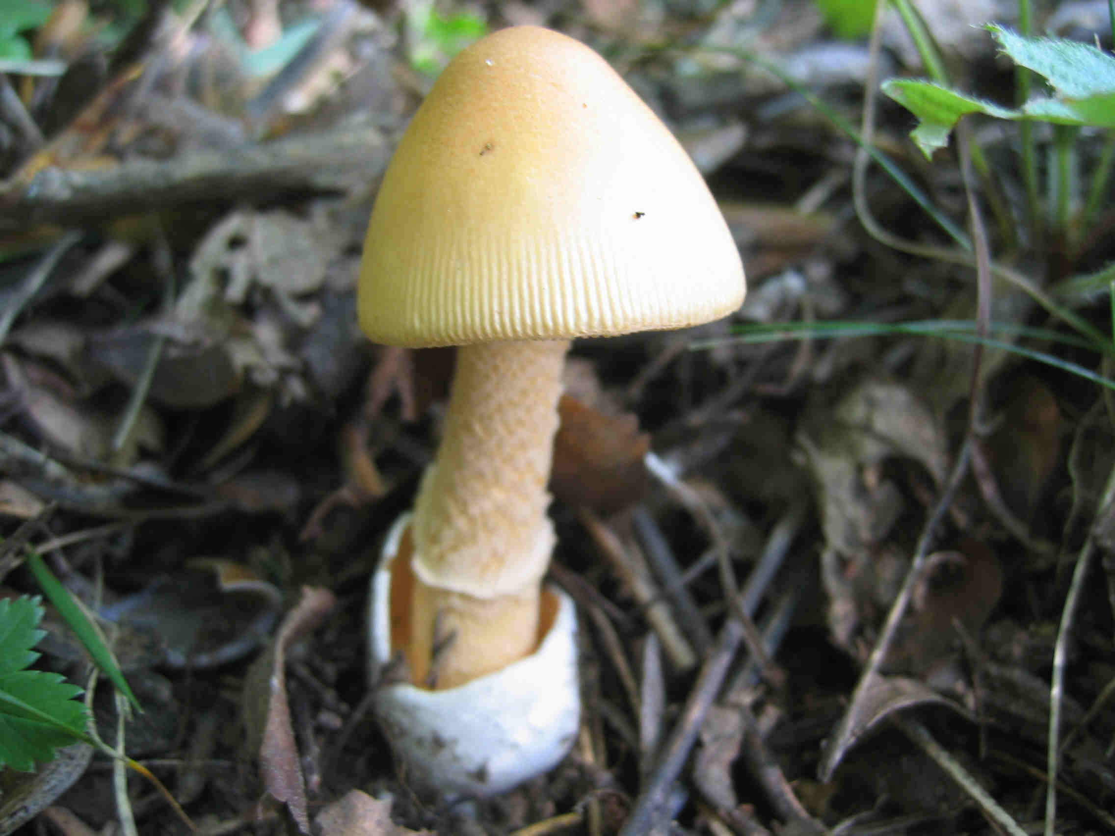 Amanita crocea, la Regina del Bosco